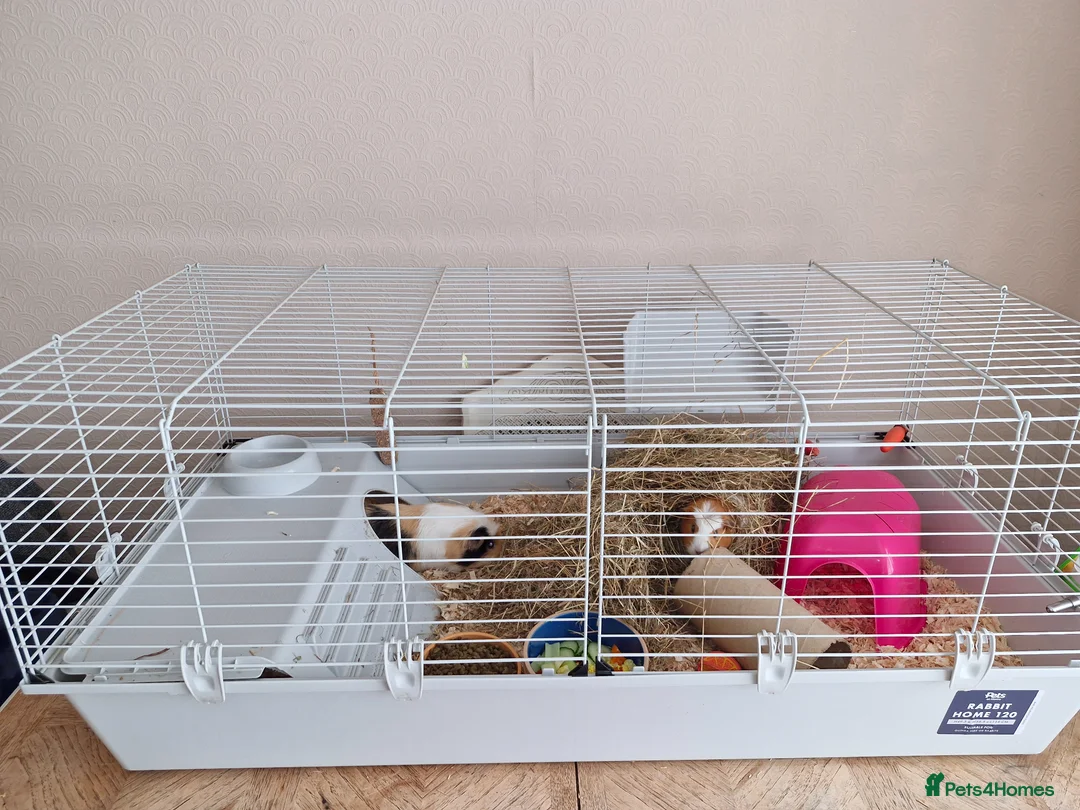 Guinea Pig rodents for sale: 2 females & complete set up for sale  in Neath - Advert 1