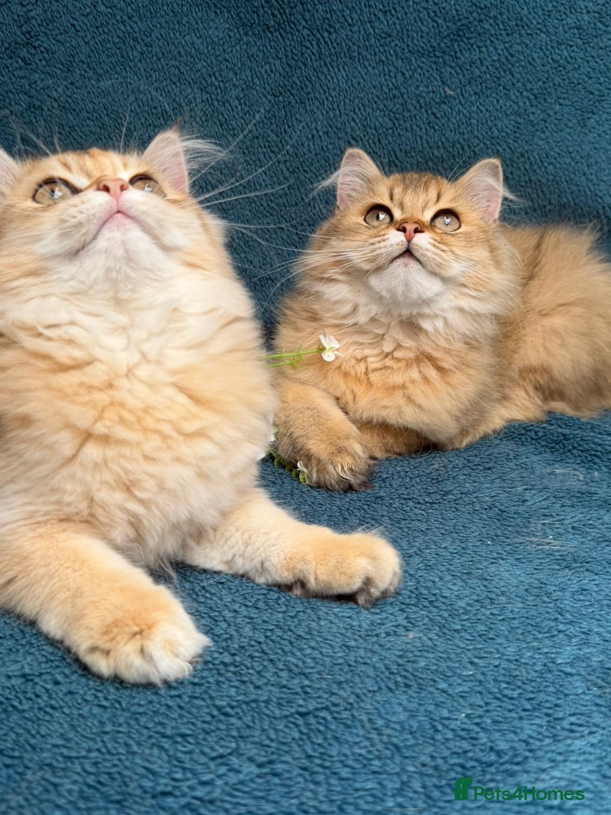British Longhair cats for sale: ✨TICA REGISTERED GOLDEN LONGHAIR KITTENS✨ - Advert 6