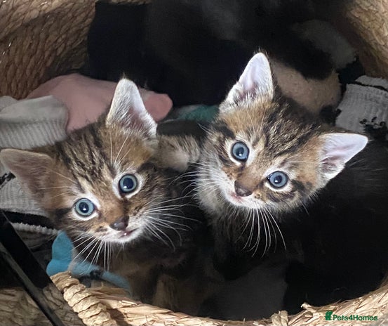 Ragdoll cats - Advert 7