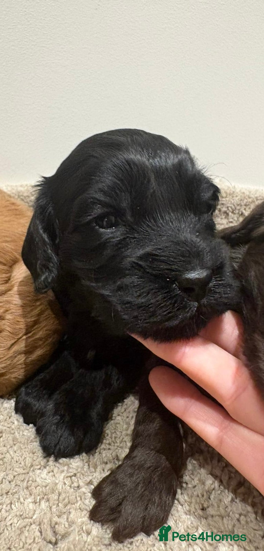 Cockapoo dogs for sale: Stunning cockapoo girls with health tested parents - Advert 16