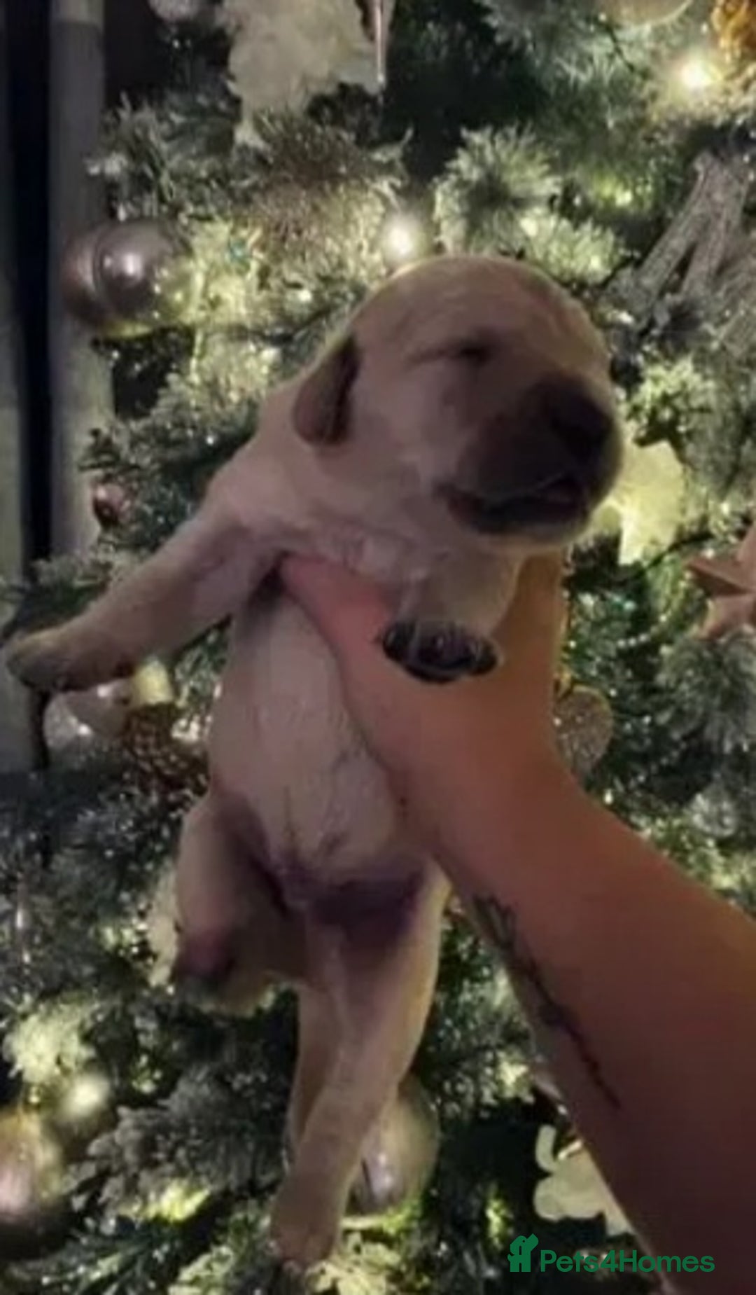 Golden Retriever dogs for sale: Available for STUD - Image 33