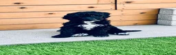Sproodle dogs for sale: Stunning F1 Sproodles  - Advert 10