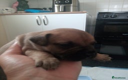 Mixed Breed dogs for sale: French bulldog cross jack Russell  - Image 7