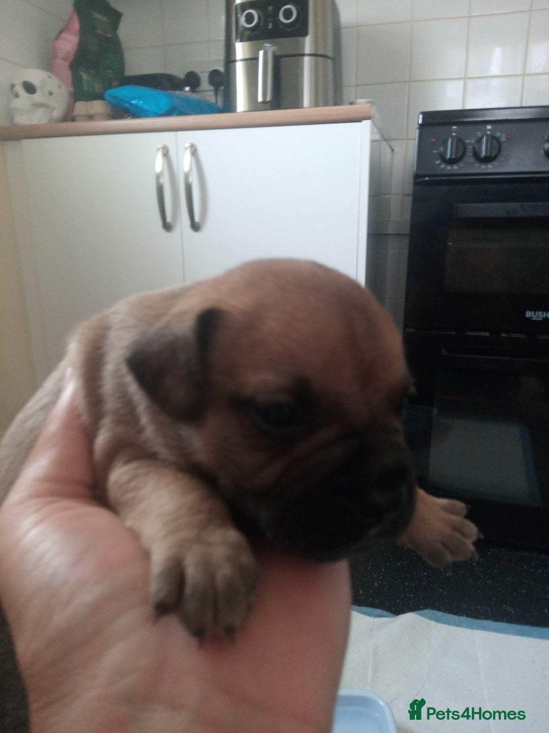 Mixed Breed dogs for sale: French bulldog cross jack Russell  - Image 7