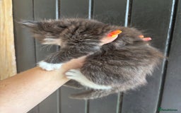 Maine Coon cats for sale: 2 female, 1 male ready for their forever home - Image 13