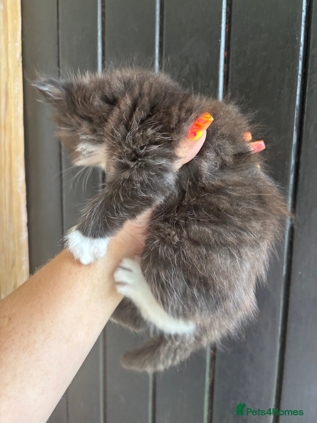 Maine Coon cats for sale: 2 female, 1 male ready for their forever home - Image 13