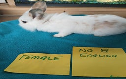 English rabbits for sale: Rabbits for sale , various sexes avaliable  - Image 26