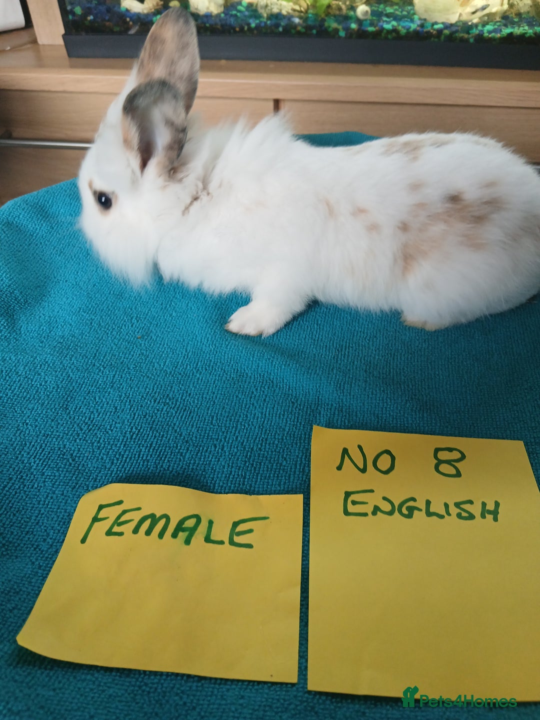 English rabbits for sale: Rabbits for sale , various sexes avaliable  - Image 26