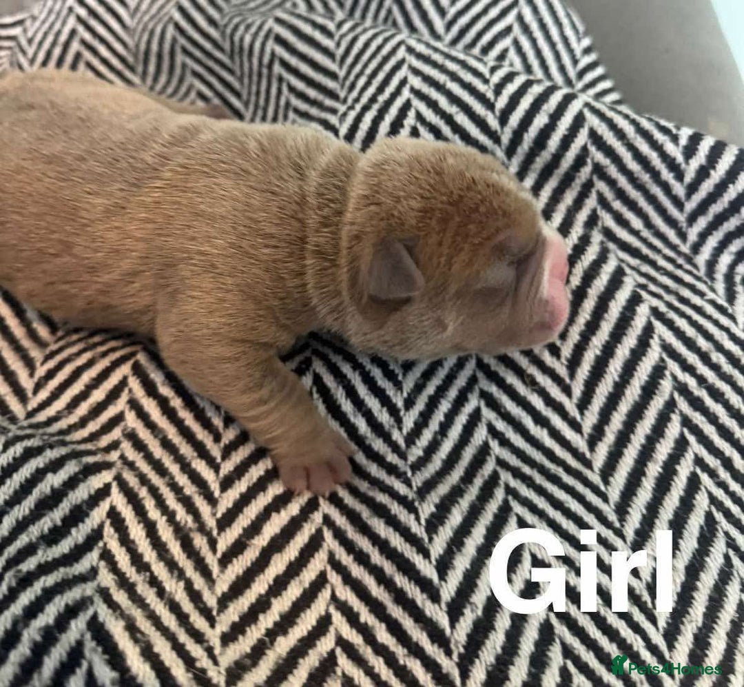 Mixed Breed dogs for sale: Bullpei puppies  - Image 3