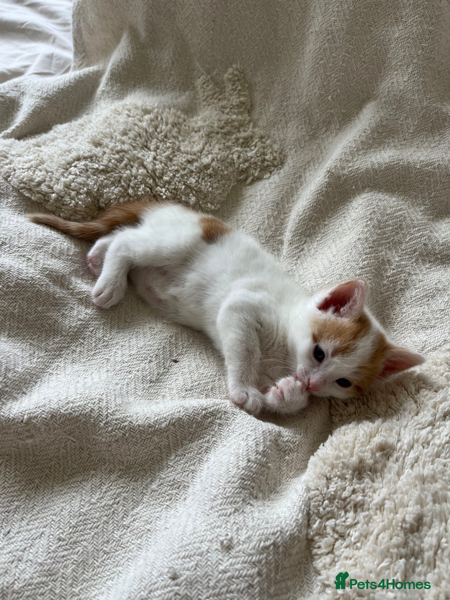 Mixed Breed cats for sale: 6 friendly and playful kittens - Advert 10