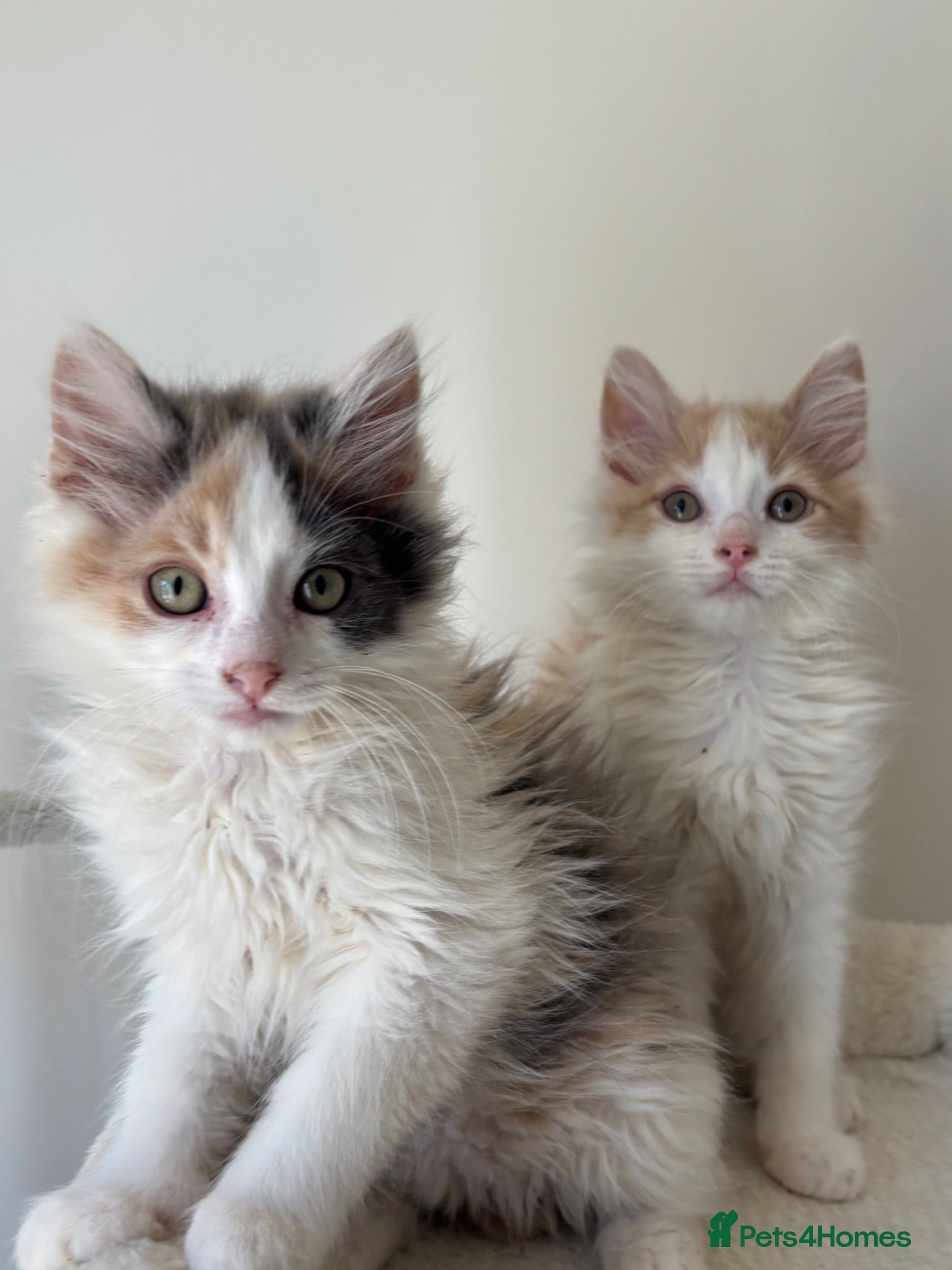 Mixed Breed cats 4 kittens male/female long hair READY NOW - Advert 16