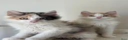 Mixed Breed cats for sale: 2 kittens male/female long hair dilute calico - Advert 3