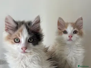 Mixed Breed cats 4 kittens male/female long hair READY NOW - Advert 16