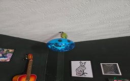 Ringnecks birds for sale: Indian Ringneck Parrot - Image 3