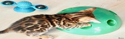 Bengal cats for sale: Beautiful Bengal kitten - Advert 6