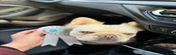 French Bulldog dogs for sale: Fluffy French bull dog  - Advert 3