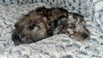 Cockapoo dogs 🐾🩷LAST BLUE MERLE GIRL COCKAPOO REMAINING 🩷🐾 - Advert 3