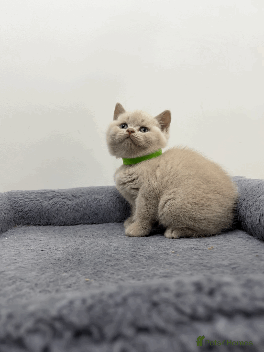 British Shorthair cats for sale: ❤️Beautiful British Shorthair For Sale❤️ - Advert 4