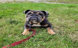 English Bulldog dogs for sale: English bulldogs! SERIOUS DNA  - Image 13