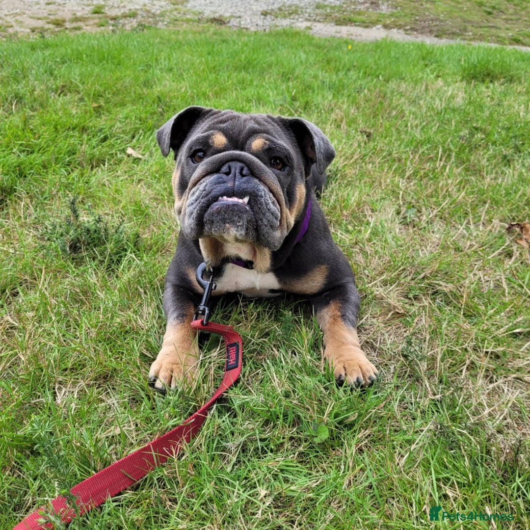 English Bulldog dogs for sale: English bulldogs! SERIOUS DNA  - Image 13