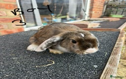 Mixed Breed rabbits for sale: Mixed breeds rabbits 8-12 weeks old  - Image 9