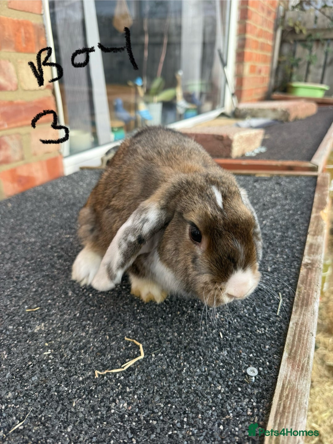 Mixed Breed rabbits for sale: Mixed breeds rabbits 8-12 weeks old  - Image 9