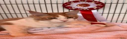Maine Coon cats for sale: Amazing Maine Coon Cats from the Grand Champion  - Advert 2