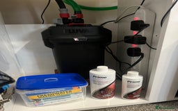 Axolotl reptiles for sale: 2 Adult male Axolotls and Full set up  - Image 7