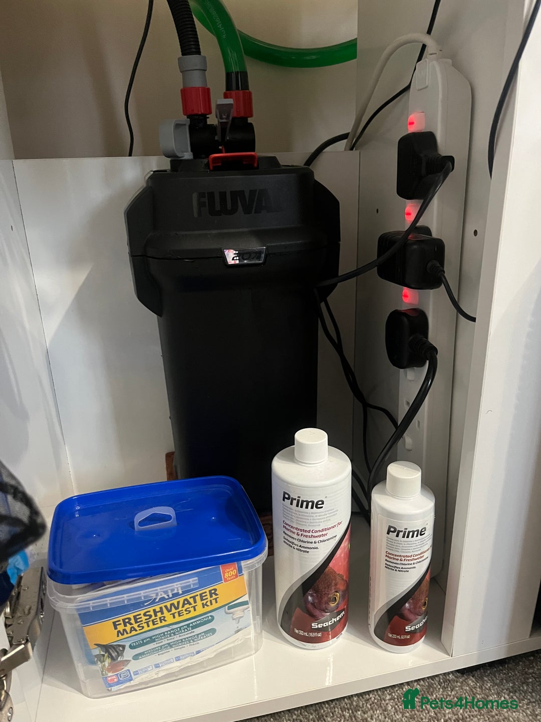 Axolotl reptiles for sale: 2 Adult male Axolotls and Full set up  - Image 7