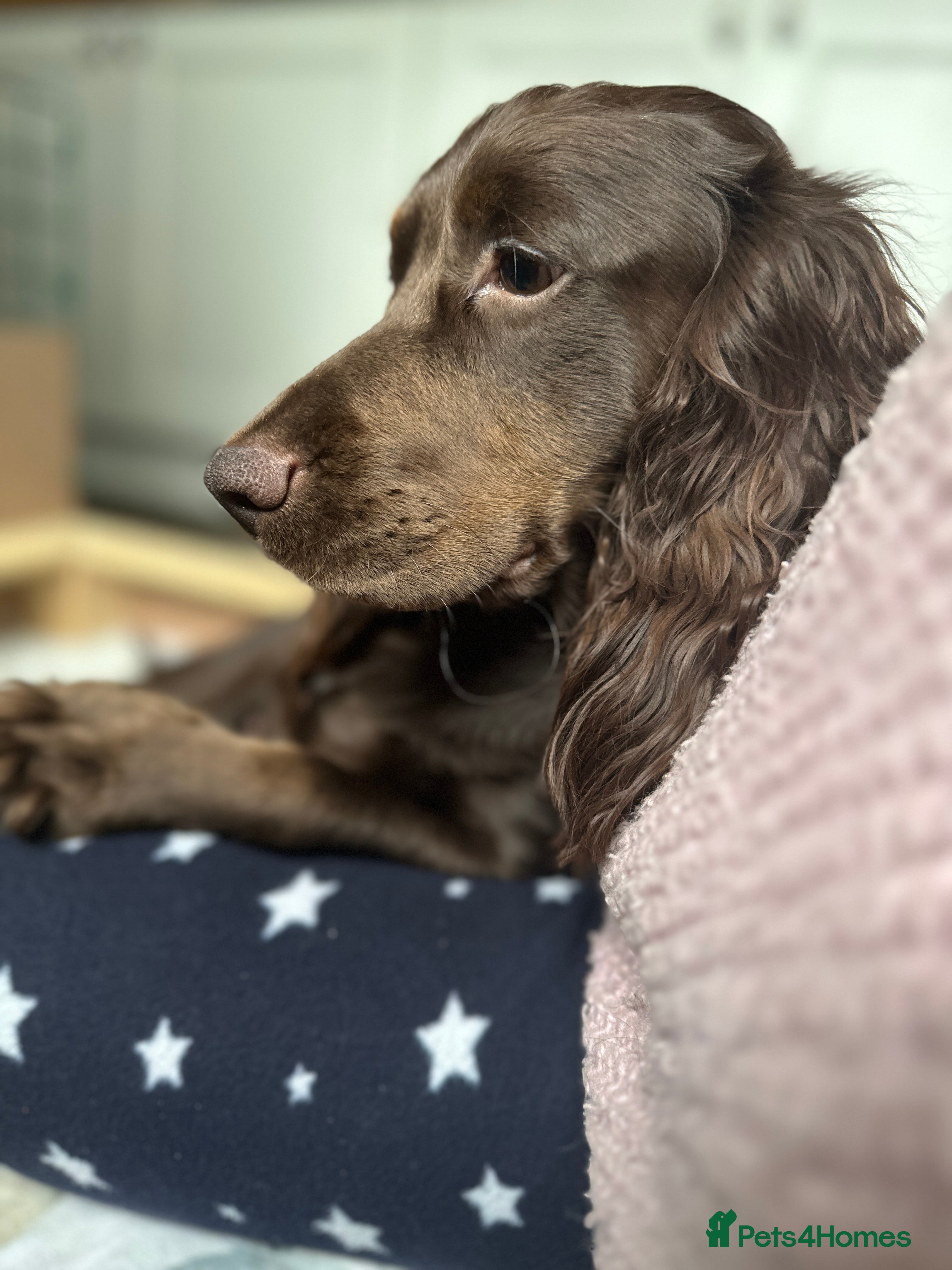 Cocker Spaniel dogs Upcoming Litter: KC Working Cocker Puppies - Advert 7