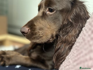 Cocker Spaniel dogs - Advert 4