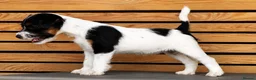 Parson Russell dogs for sale: Quality Parsons Russell Terrier Puppies - Advert 20
