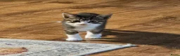 Mixed Breed cats for sale: One tabby boy left - Advert 5