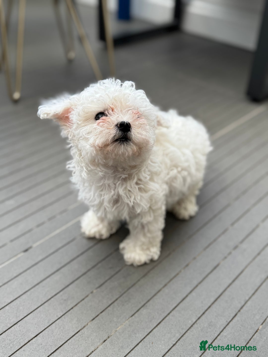Maltese dogs for sale: Adorable Bichon Maltese Female Puppy - Advert 10