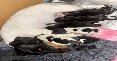 Jack Russell dogs - Advert 11