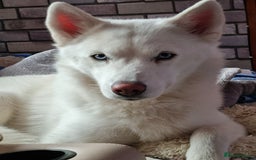 Mixed Breed dogs for sale: Chowsky pups - Image 8