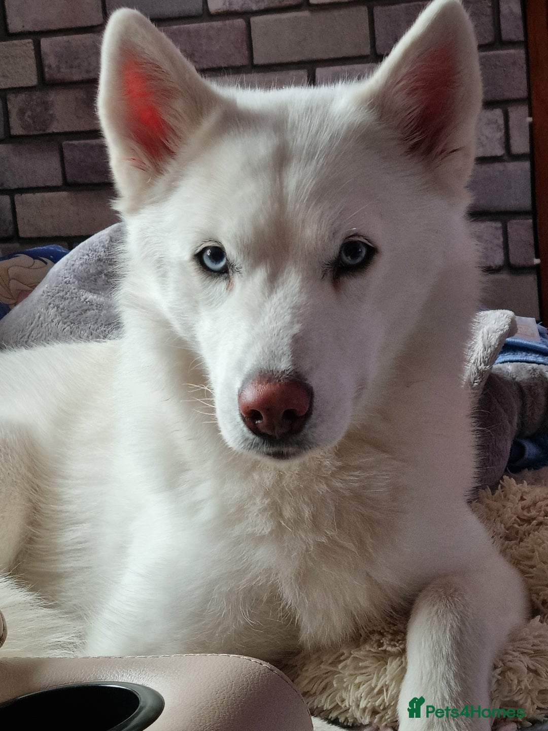 Mixed Breed dogs for sale: Chowsky pups - Image 8