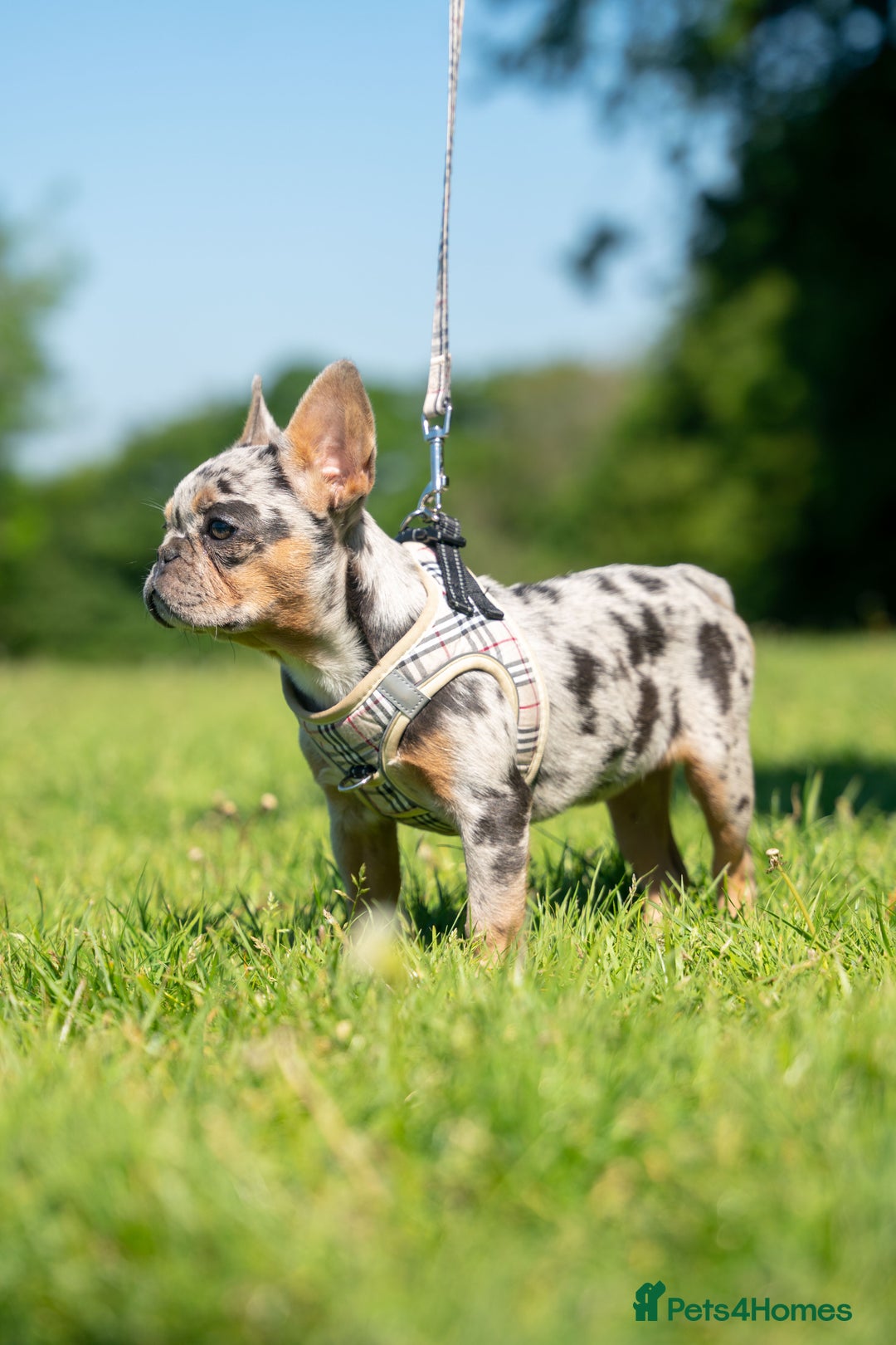 French Bulldog dogs for sale: 🐾Female Merle French bulldog💖 - Image 7