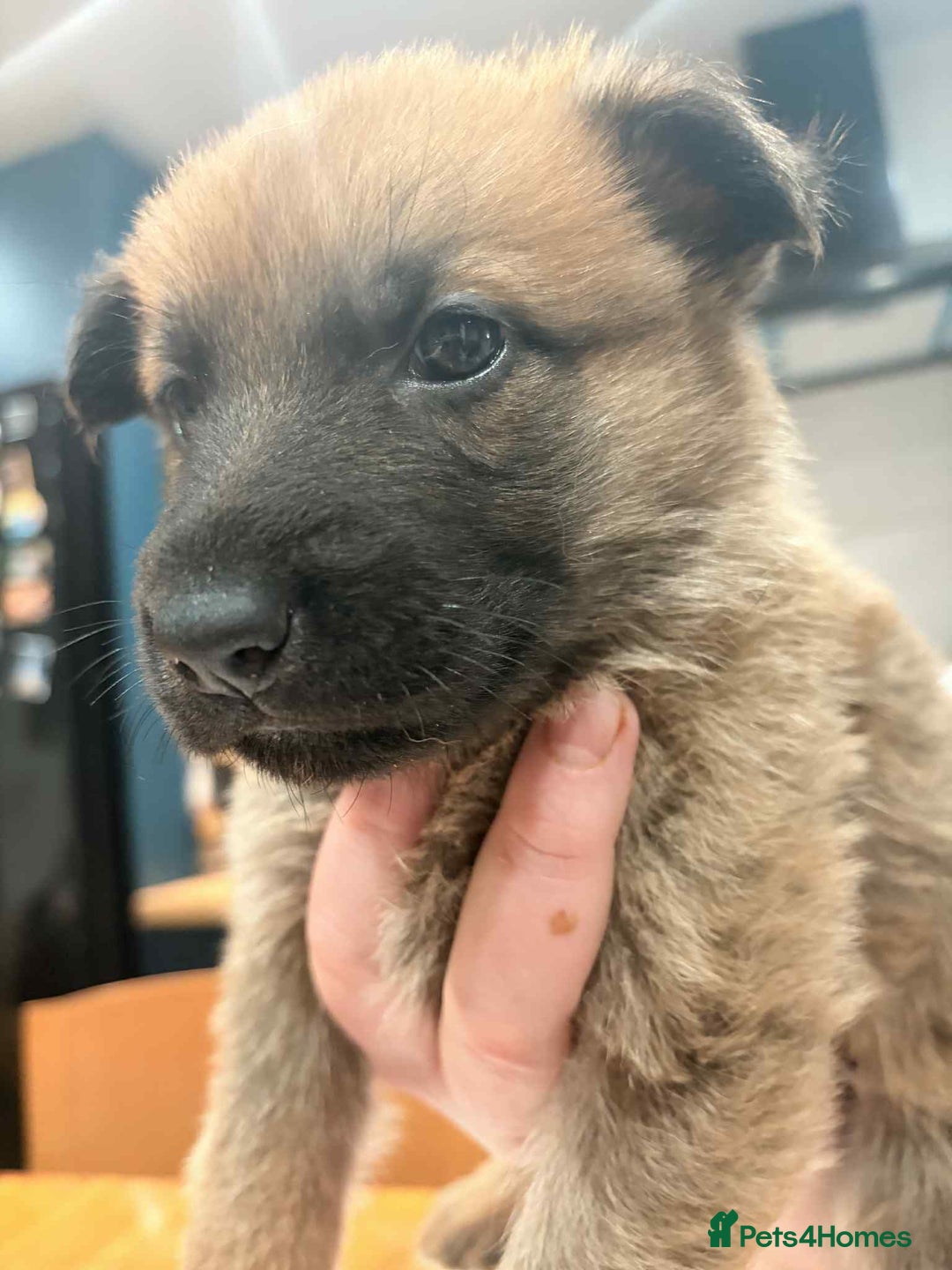 German Shepherd dogs for sale: KC Reg German Shepard's - Advert 18