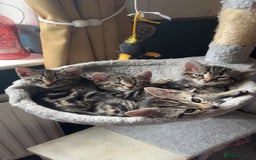 Mixed Breed cats for sale: 2 beautiful female kittens - Image 1