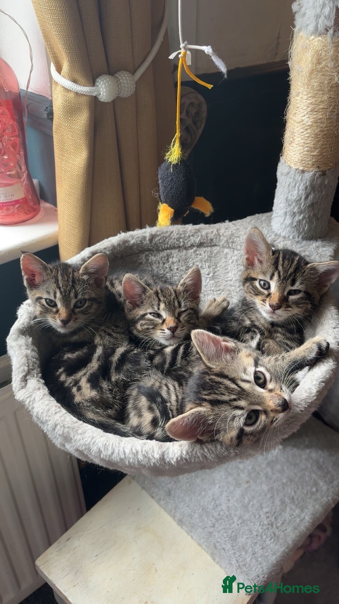 Mixed Breed cats for sale: 2 beautiful female kittens - Image 1