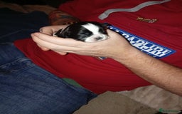 Shih Tzu dogs for sale: Female black and white shih tzu puppy  - Image 7