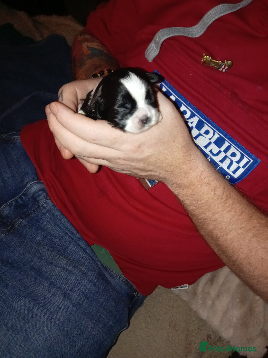 Shih Tzu dogs for sale: Female black and white shih tzu puppy  - Image 7