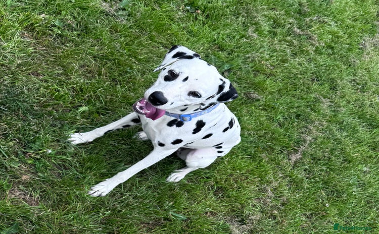 Dalmatian dogs - Advert 1