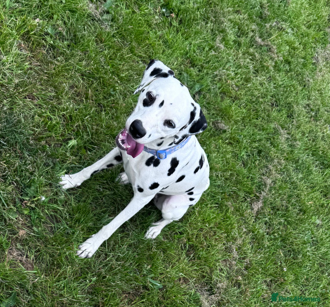 Dalmatian dogs for sale: Almost 2 year old Dalmatian  - Image 1