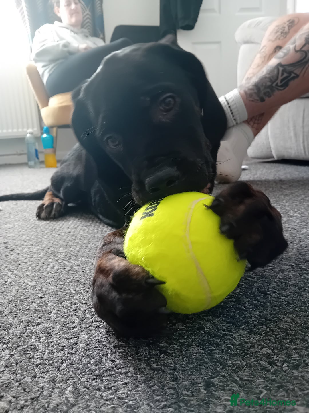 Cane Corso dogs for sale: Bambi  - Image 2
