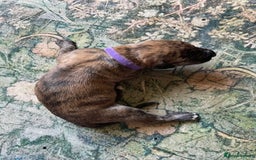 Lurcher dogs for sale: Quality Lurcher pups Deerhound/Grey Wheaten/Grey - Image 8