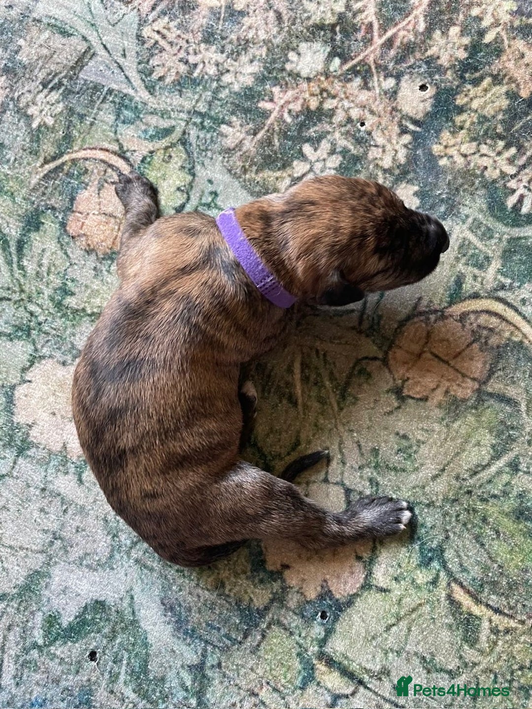 Lurcher dogs for sale: Quality Lurcher pups Deerhound/Grey Wheaten/Grey - Image 8