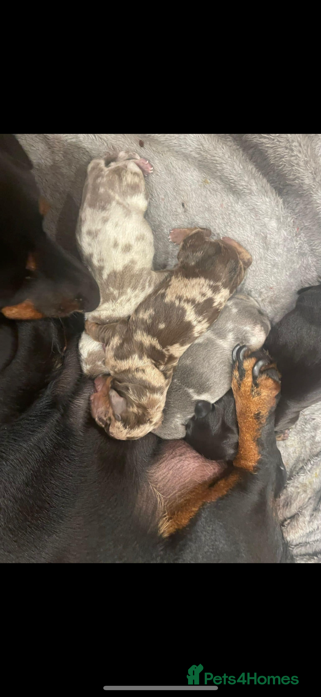 Miniature Dachshund dogs for stud: SHYLO Isabella dapple pied long hair stud  in Liverpool - Advert 16