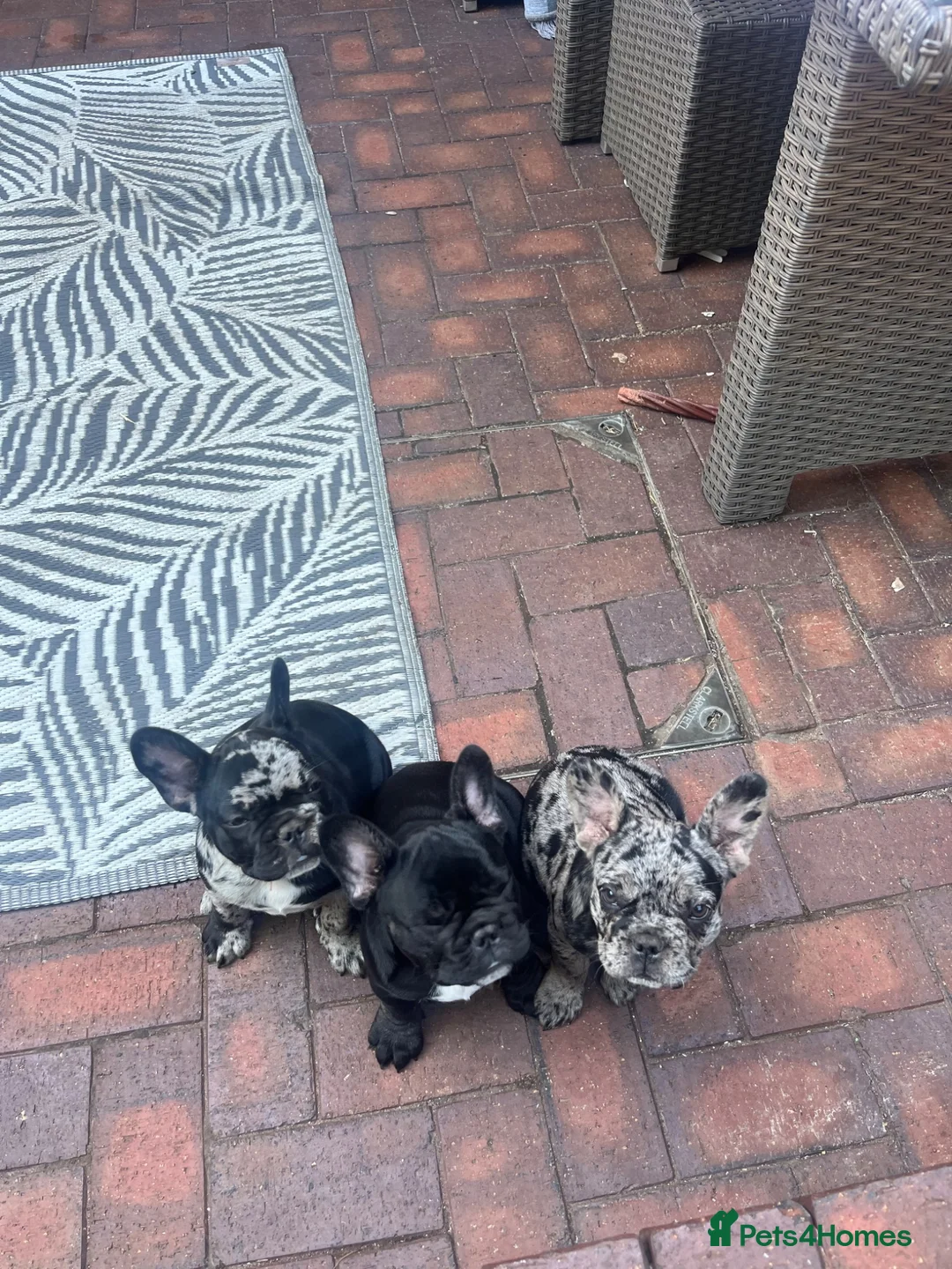 French Bulldog dogs for sale: Beautiful French bulldog puppies - Advert 2
